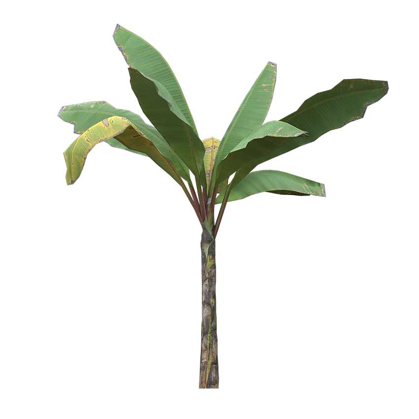 Musa - Banana Tree (Small)